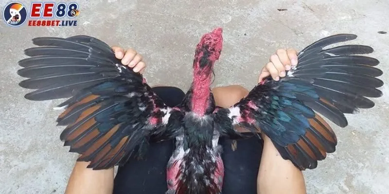 Chế độ cách chăm sóc gà đá của kê sư