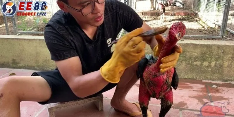 Dọn dẹp, làm sạch chuồng gà đều đặn