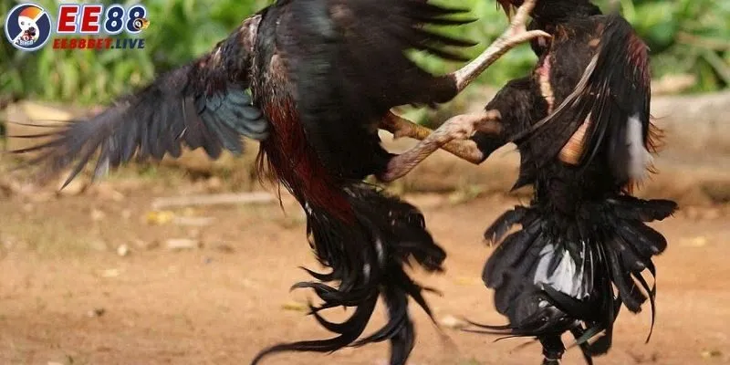 Luật chơi chọi gà cựa sắt tại nhà cái trực tuyến