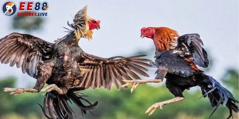 Giới thiệu đá gà Thomo